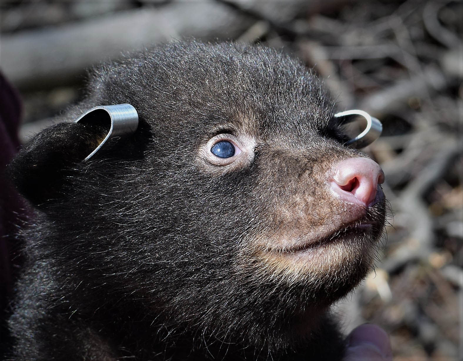 Bear cub